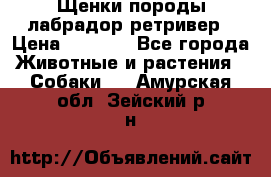 Щенки породы лабрадор ретривер › Цена ­ 8 000 - Все города Животные и растения » Собаки   . Амурская обл.,Зейский р-н